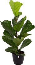 Kamerplant van Botanicly – Vioolplant  incl. sierpot zwart als set – Hoogte: 65 cm – Ficus Lyrata