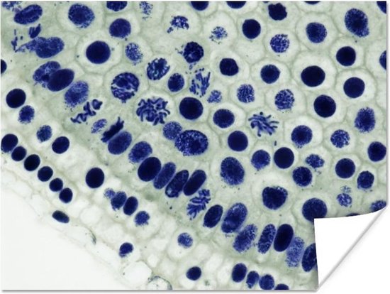 Blauwe cellen onder de microscoop poster 40x30 cm - klein - Foto print op Poster (wanddecoratie woonkamer / slaapkamer)