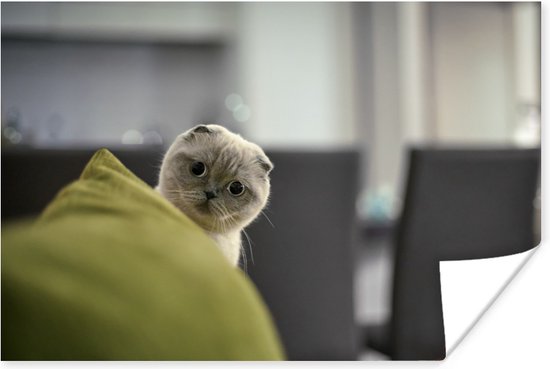 Chat Drole Avec Papier Affiche A Oreilles Tombantes 90x60 Cm Tirage Photo Sur Poster Bol Com