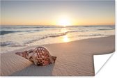 Zeeschelp op het strand bij zonsondergang poster 120x80 cm - Foto print op Poster (wanddecoratie woonkamer / slaapkamer) / Strand Poster