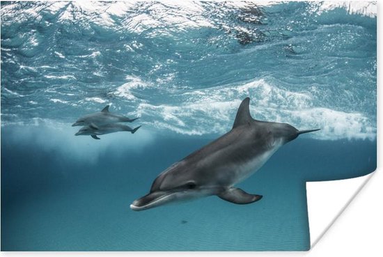 Affiche Dauphin - Water - Mer - 60x40 cm