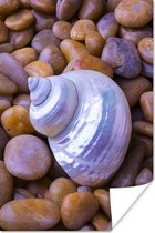 Glimmende schelp tussen kiezelstenen poster 80x120 cm - Foto print op Poster (wanddecoratie woonkamer / slaapkamer) / Strand Poster