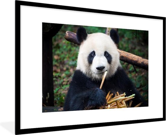 Fotolijst incl. Poster - Panda - Bamboe - Natuur - 90x60 cm - Posterlijst