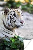 Close-up witte tijger tegen vervaagde achtergrond poster papier 120x180 cm - Foto print op Poster (wanddecoratie woonkamer / slaapkamer) / Wilde dieren Poster XXL / Groot formaat!