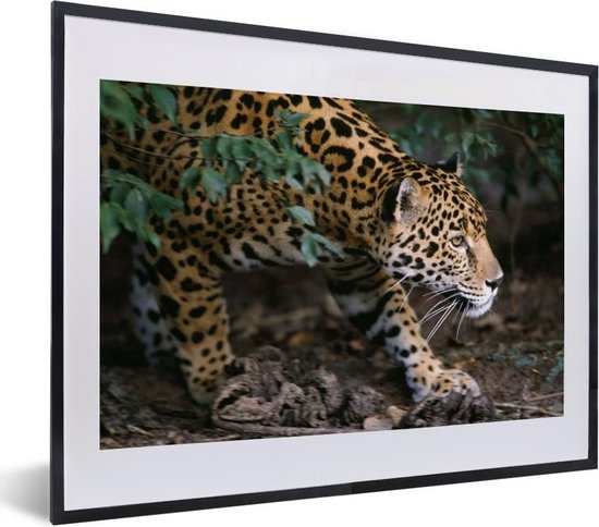 Jaguar rampant dans la forêt