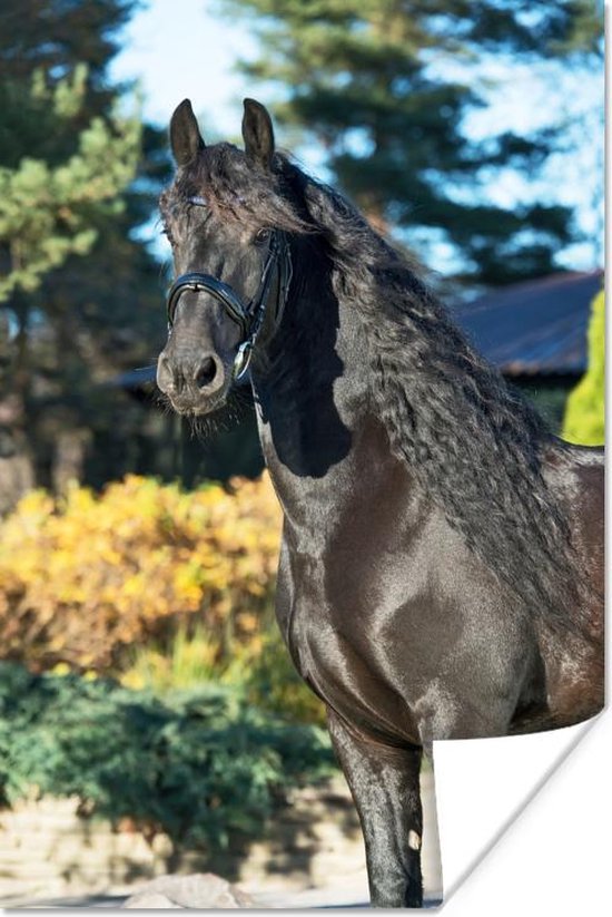 Poster Zon - Fries - Paard - 80x120 cm