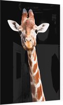 Giraffe op zwarte achtergrond - Foto op Plexiglas - 30 x 40 cm