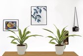 2x Kamerplant Dracaena Lemon Lime - ± 30cm hoog - In grijze pot