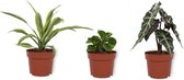 Set van 3 kamerplanten - Draceana Lemon Lime, Peperomia Green Gold & Alocasia Polly - 12cm diameter