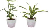 Set van 2 Kamerplanten - Monstera Deliciosa & Draceana Lemon Lime - ±  30cm hoog - 12cm diameter - in betonnen lila pot