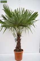 Trachycarpus fortunei - stam 50-60 cm - totale hoogte 160-190 cm - pot Ø 40 cm - Palmen  - MyPalmShop