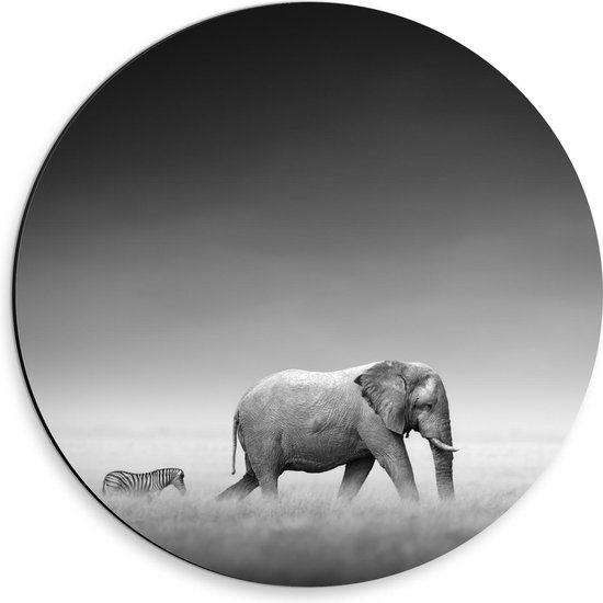 Dibond Wandcirkel - Olifant met Zebra Vriend (zwart/wit) - 30x30cm Foto op Aluminium Wandcirkel (met ophangsysteem)