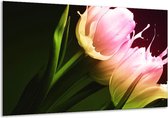 Schilderij Op Canvas Tulp - Groen, Roze, Zwart - 120x70cm 1Luik - Foto Op Canvas - GroepArt 6000+ Schilderijen 0p Canvas Art Collectie - Wanddecoratie - Woonkamer - Slaapkamer - Canvas Print