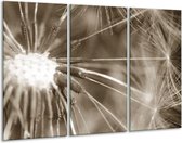 Glasschilderij Bloem - Sepia - 120x80cm 3Luik - Foto Op Glas - Geen Acrylglas Schilderij - GroepArt 6000+ Glas Art Collectie - Maatwerk Mogelijk