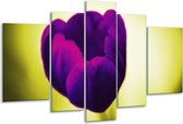 Peinture sur verre tulipe | Violet, vert, blanc | 170x100cm 5 Liège | Tirage photo sur verre |  F003740