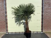 Tropictrees - Palmboom - Trachycarpus Fortunei - Plant - Winterhard - Pot ⌀ 50cm - Hoogte ca. 190cm