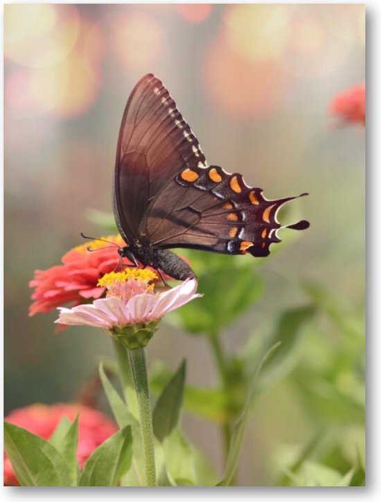 Kleine zwarte satyrium vlinder op een roze bloem - 30x40 Poster Staand - Dieren - Natuur - Bloemen