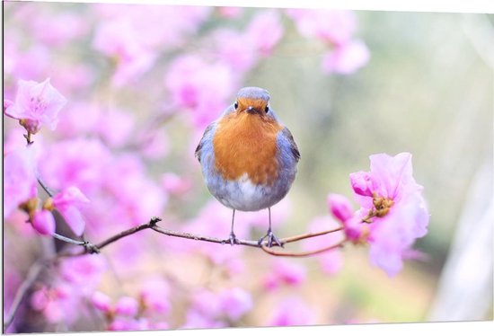 Dibond - Vogel op Tak in Bloesemboom - 120x80cm Foto op Aluminium (Met Ophangsysteem)