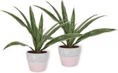 2x Kamerplant Dracaena Warnecki - ± 20cm hoog – 12cm diameter - in roze betonnen pot