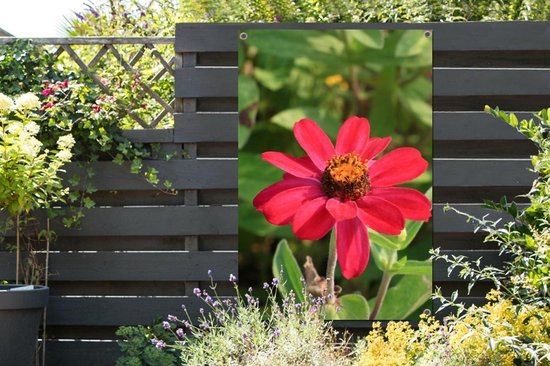 Affiche de jardin fleur de zinnia rouge 80x120 cm - Toile de jardin / Toile d'extérieur / Peintures pour l'extérieur (décoration de jardin)