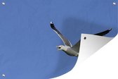 Tuindecoratie Prachtige foto van een zilvermeeuw die aan het vliegen - 60x40 cm - Tuinposter - Tuindoek - Buitenposter