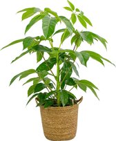 Kamerplant van Botanicly – Vingersboom in zeegras pot als set – Hoogte: 100 cm – Schefflera Amate