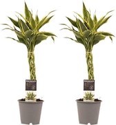 Duo 2 x Dracaena Sandriana white met Anna grey ↨ 45cm - 2 stuks - hoge kwaliteit planten