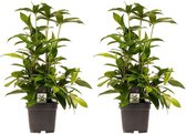Duo 2x Dracaena Surculosa ↨ 55cm - 2 stuks - hoge kwaliteit planten