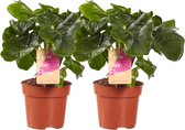 Philodendron Atom ↨ 25cm - 2 stuks - hoge kwaliteit planten