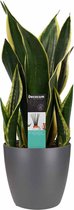 Sansevieria Night Shade met Elho brussels antracite ↨ 55cm - hoge kwaliteit planten