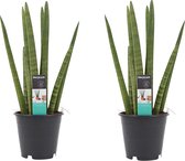 Duo Sansevieria Cylindrica ↨ 35cm - 2 stuks - hoge kwaliteit planten