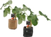 Combinatie Jatropha Podagrica in Sizo bag (zwart en natural) ↨ 30cm - 2 stuks - planten - binnenplanten - buitenplanten - tuinplanten - potplanten - hangplanten - plantenbak - bome