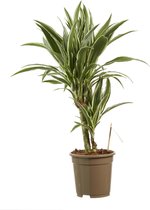 Dracaena White Stripe ↨ 60cm - hoge kwaliteit planten