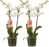 Phalaenopsis multiflora ↨ 50cm - 2 stuks - hoge kwaliteit planten