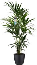 Kentia met Elho brussels living black Kentia met Elho brussels soap ↨ 120cm - hoge kwaliteit planten