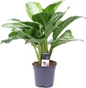 Aglaonema Silver Bay ↨ 50cm - hoge kwaliteit planten