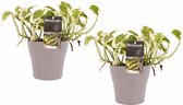 Duo Scindapsus N'joy met potten Anna Taupe ↨ 15cm - 2 stuks - hoge kwaliteit planten