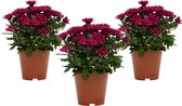 Bloemen van Botanicly – 3 × Chrysanthemum Chrysanne Grandezza – Hoogte: 25 cm