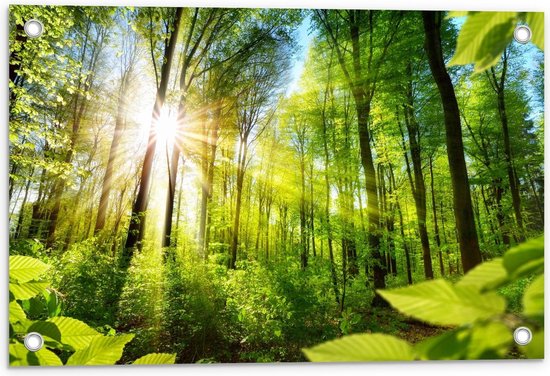 Affiche de jardin – Sunshine through Green Forest - 60x40cm Photo sur affiche de jardin (décoration murale pour l'extérieur et l'intérieur)