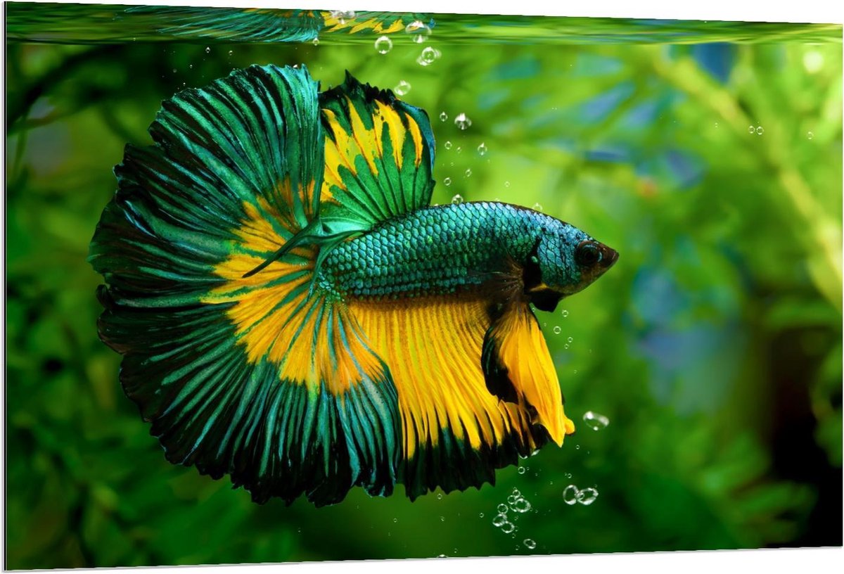 Dibond - Groen/Gele Vis in Aquarium - 120x80cm Foto op Aluminium (Wanddecoratie van metaal)