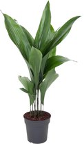 FloriaFor - Aspidistra - - ↨ 85cm - ⌀ 19cm
