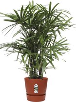 Kamerplant van Botanicly – Bamboepalm in roodbruin ELHO plastic pot als set – Hoogte: 100 cm – Rhapis Excelsa
