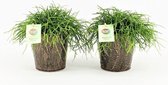 Cactussen van Botanicly – 2 × Rotskoraal in metaal pot als set – Hoogte: 25 cm – Rhipsalis Oasis