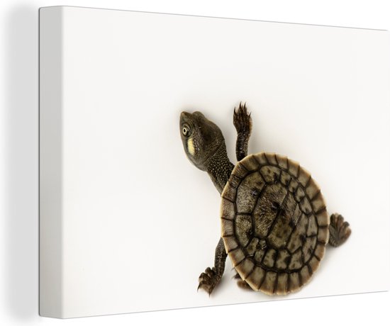 Canvas Schilderijen - Baby schildpad loopt over witte achtergrond - Wanddecoratie