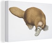 Tableau sur toile Illustration d'un ornithorynque - 180x120 cm - Décoration murale XXL