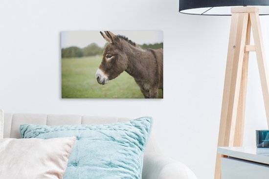 Gros plan âne nain 30x20 cm - petit - Tirage photo sur toile (Décoration murale salon / chambre) / animaux sauvages Peintures sur toile