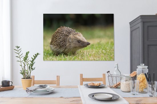Hérisson dans le jardin toile 2cm 140x90 cm - impression photo sur toile peinture Décoration murale salon / chambre à coucher) / Animaux sauvages Peintures Toile