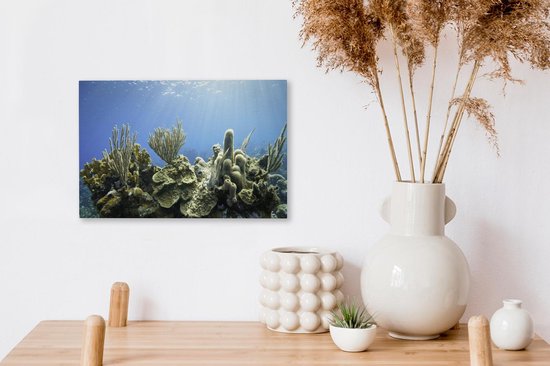 Un corail dur tropical dans une toile de mer bleu clair 30x20 cm - petit - Tirage photo sur toile (Décoration murale salon / chambre)