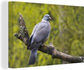 Photo d'un pigeon ramier dans un enclos animalier Toile 30x20 cm - petit - Tirage photo sur toile (Décoration murale salon / chambre)