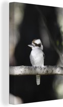 Un kookaburra s'adapte avec sa fourrure exactement à la branche sur laquelle il est assis Toile 40x60 cm - Tirage photo sur toile (Décoration murale salon / chambre)